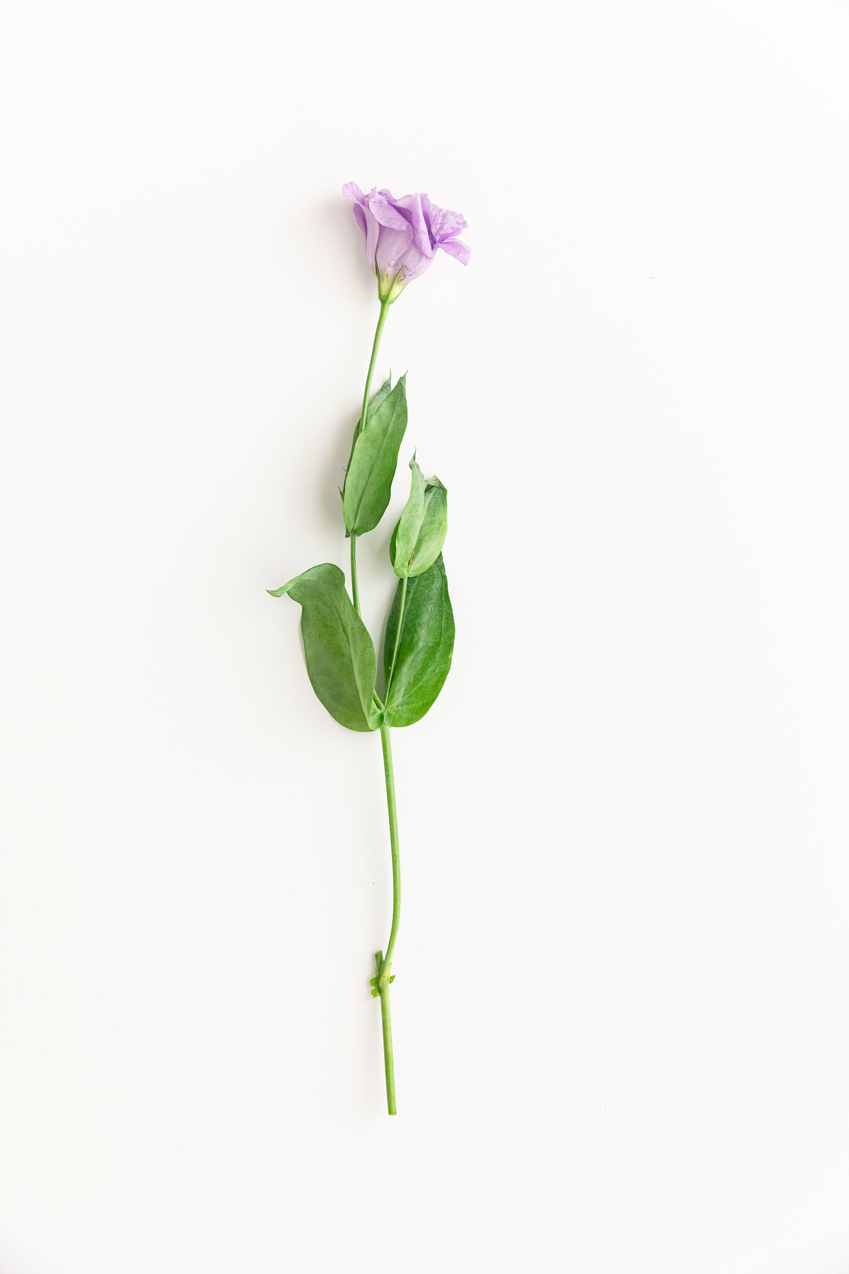 Twig of little purple flowers on white background