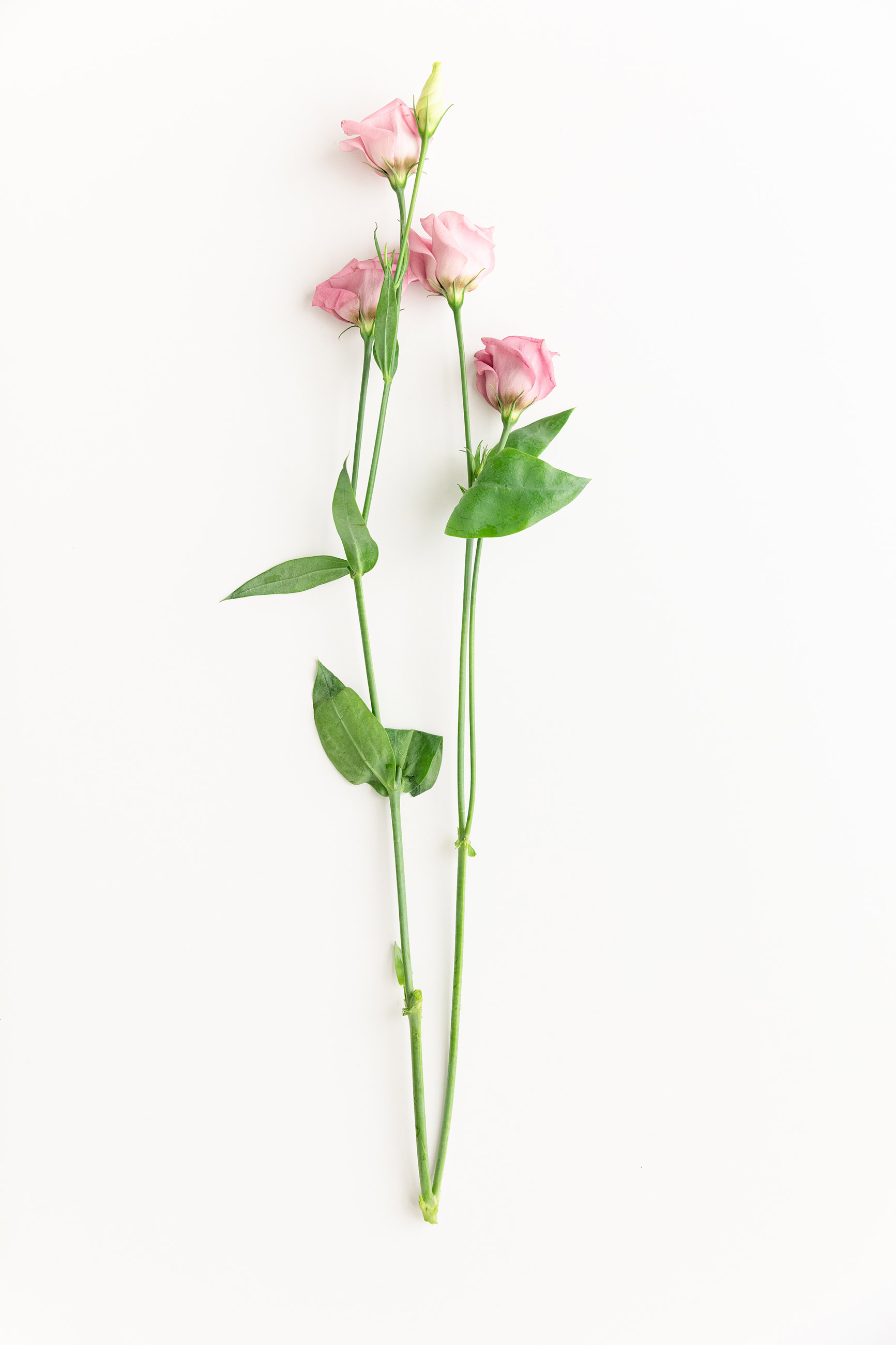 Twig of little pink roses