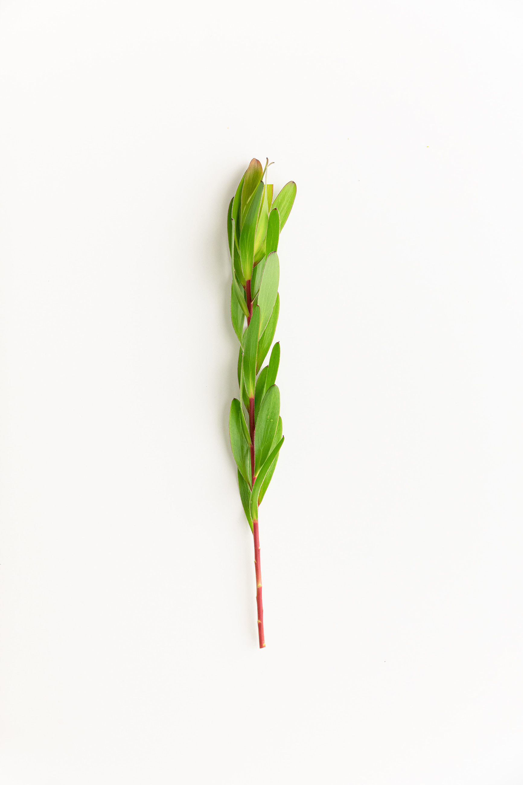 Twig of fresh tree with green leaves