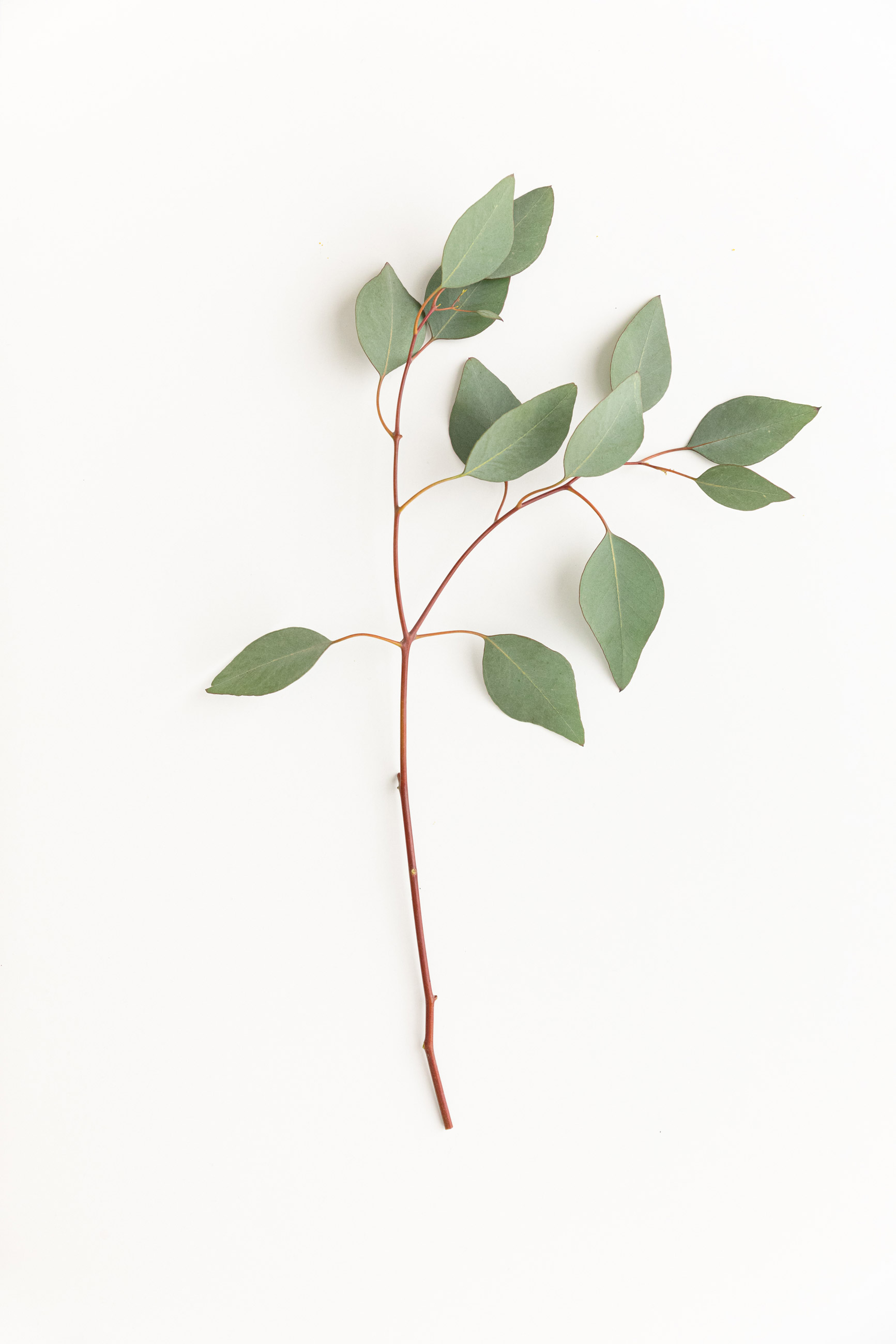 Eucalyptus fresh branch with green leaves